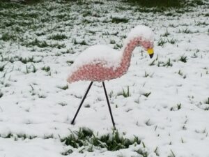 Flamingo Snow Day At Cocahoe RV Park 12-8-2017