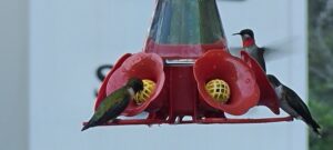 Ruby Red Throat Hummingbirds Eating