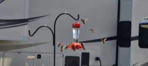Hummingbird Feeding Frenzy