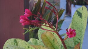 Praying Mantis on Plumeria
